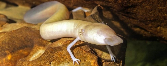 地球最像龙的人物,地球上最像外星物种的动物是章鱼