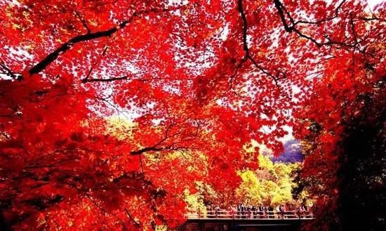 辽宁本溪市,辽宁本溪市共享租赁项目加盟电话