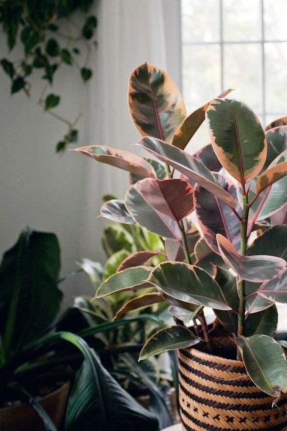 客厅养什么花好看又好养,客厅养什么花好看又好养活