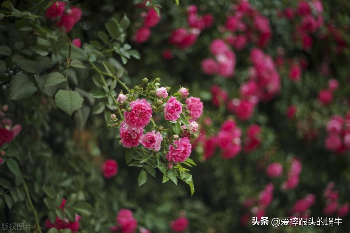 生如夏花灿烂的时候,生如夏花绚烂绽放歌曲视频