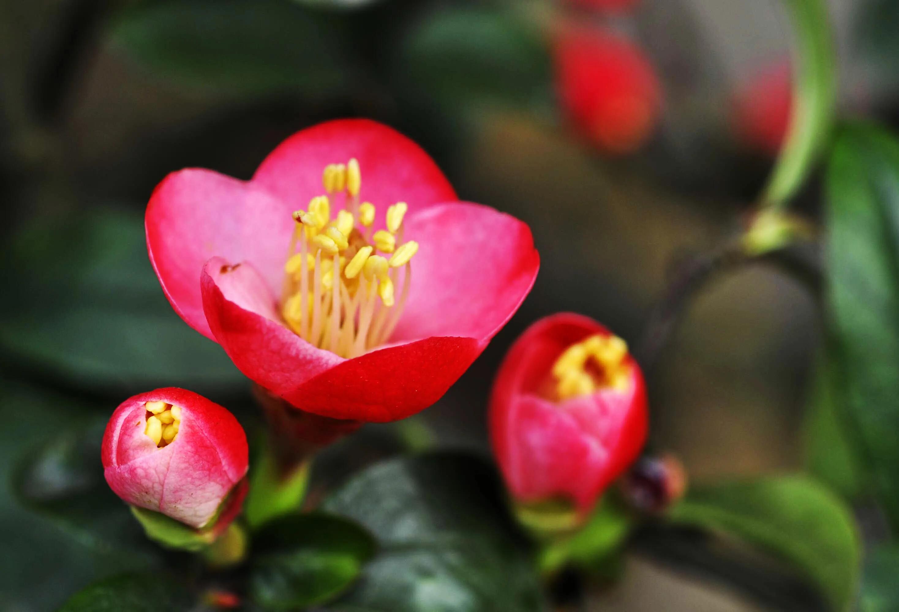 贴梗海棠海棠花品种大全,贴梗海棠的花型