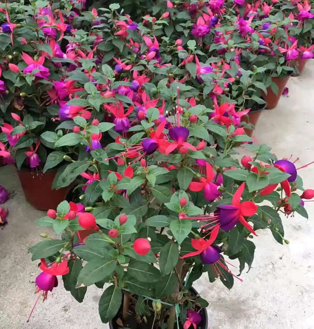 花卉市场的花有什么猫腻,为什么花市的花卉株型特别好