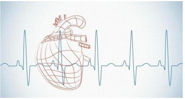 心跳快慢与寿命有关吗,心跳快慢会影响人的寿命