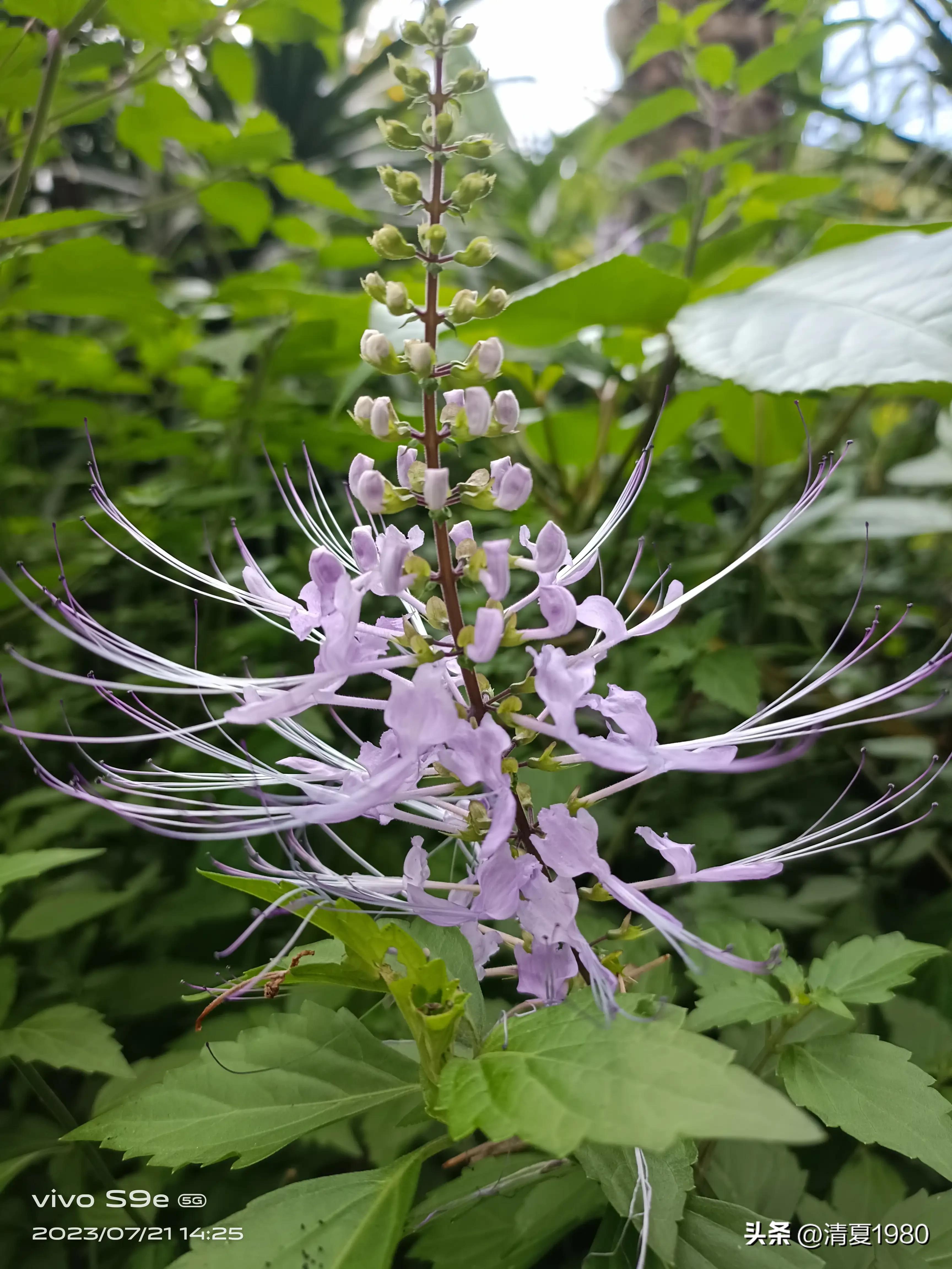 深圳东湖公园门票多少钱一张,深圳东湖公园景点图片高清