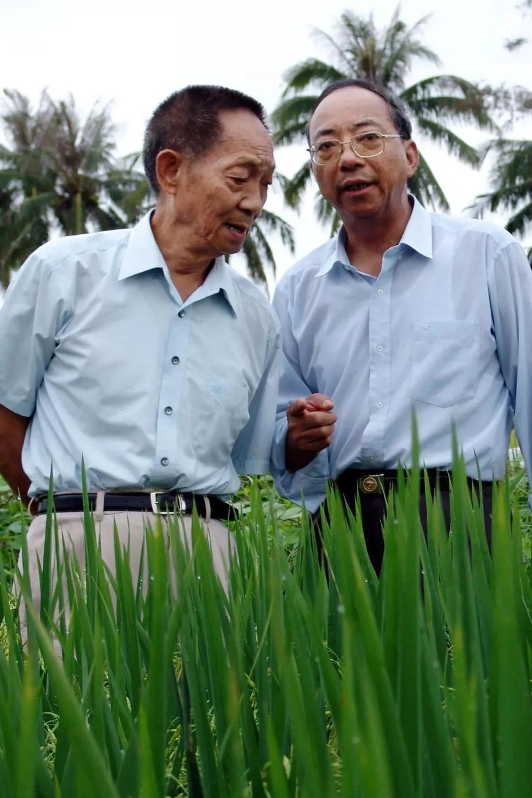 82岁草根院士续聘福建农林大学，全职加盟，又一袁隆平！