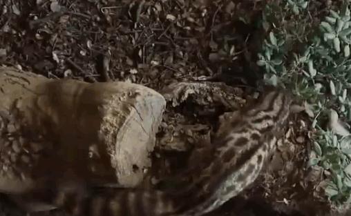 小灵猫深圳,深圳小灵猫