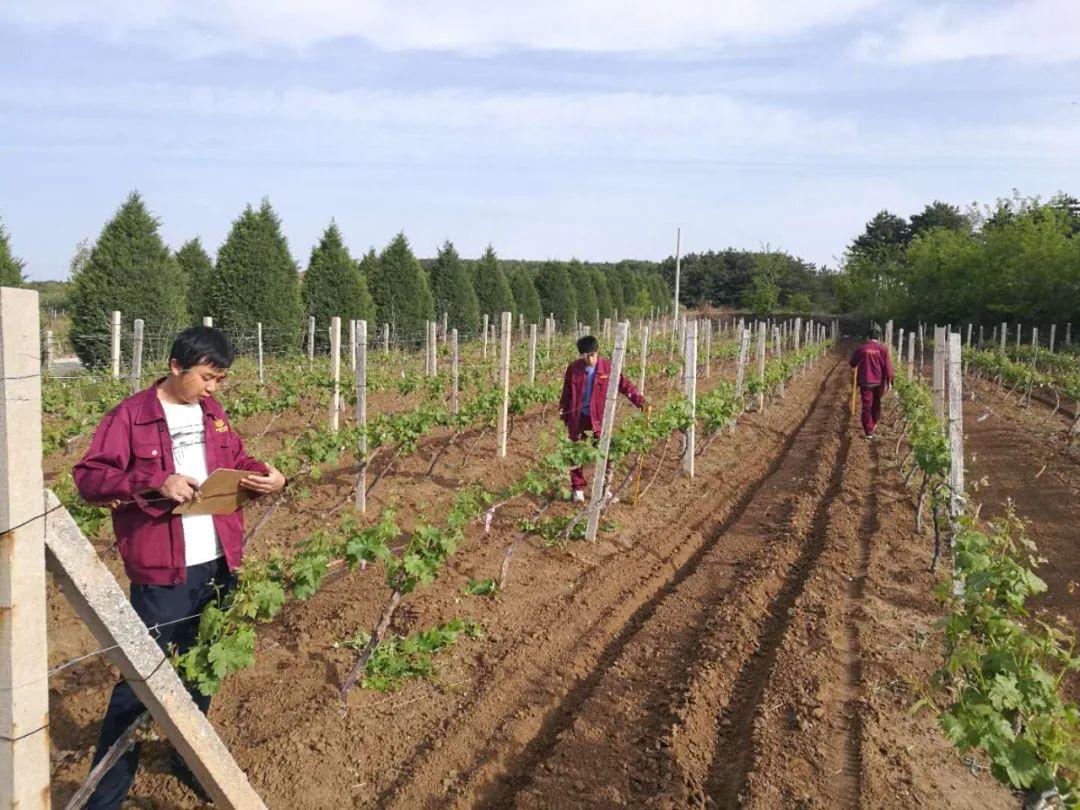 戎子酒庄一箱六瓶红酒,戎子酒庄倾力打造