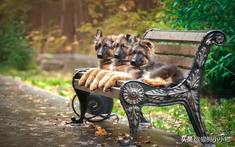 捷克狼犬pk警犬,捷克狼犬vs高加索犬谁强