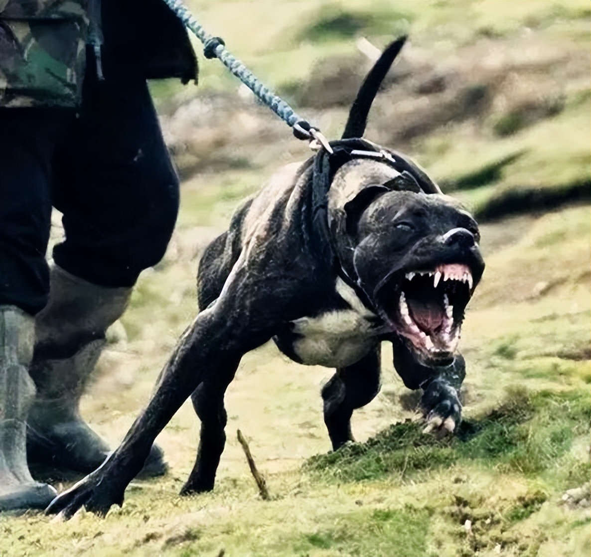 1998年，美国俄亥俄州一大丹狗将主人折磨致死，案件始终未能告破
