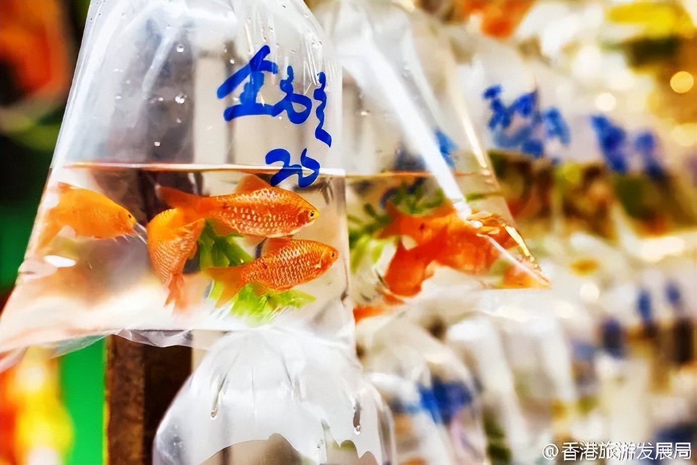 香港美食天堂旺角,香港旺角美食打卡地