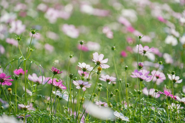 一花一世界一叶一菩提视频,一花一世界一叶一菩提歌词