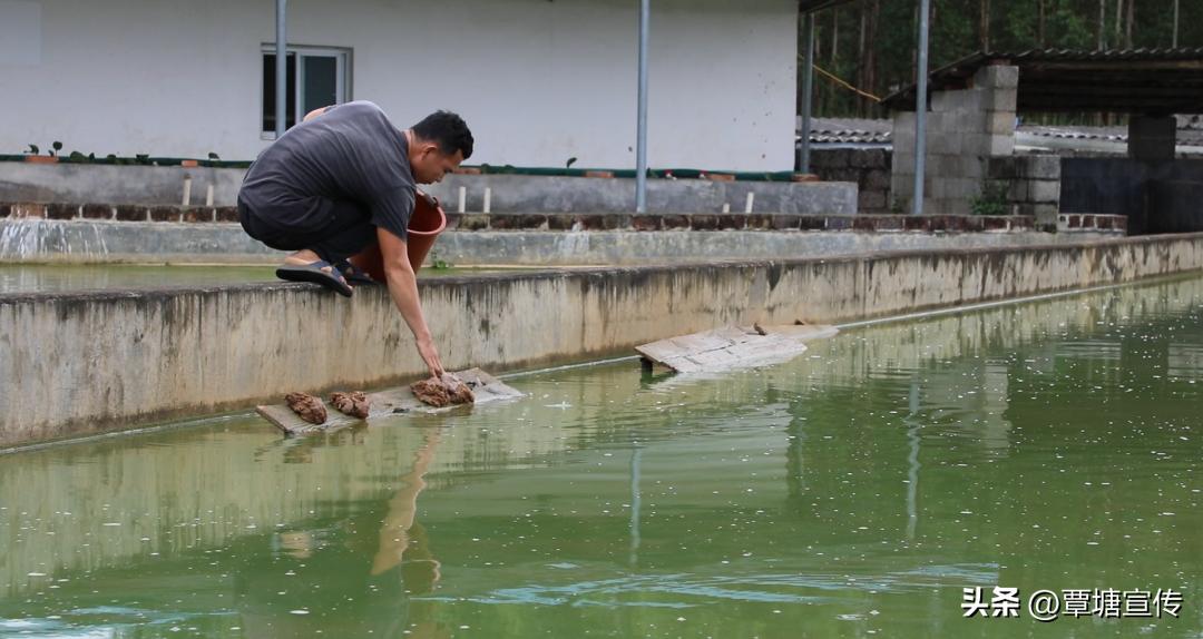 广西黄沙鳖稻田生态养殖模式,养鳖带动乡村产业发展情况