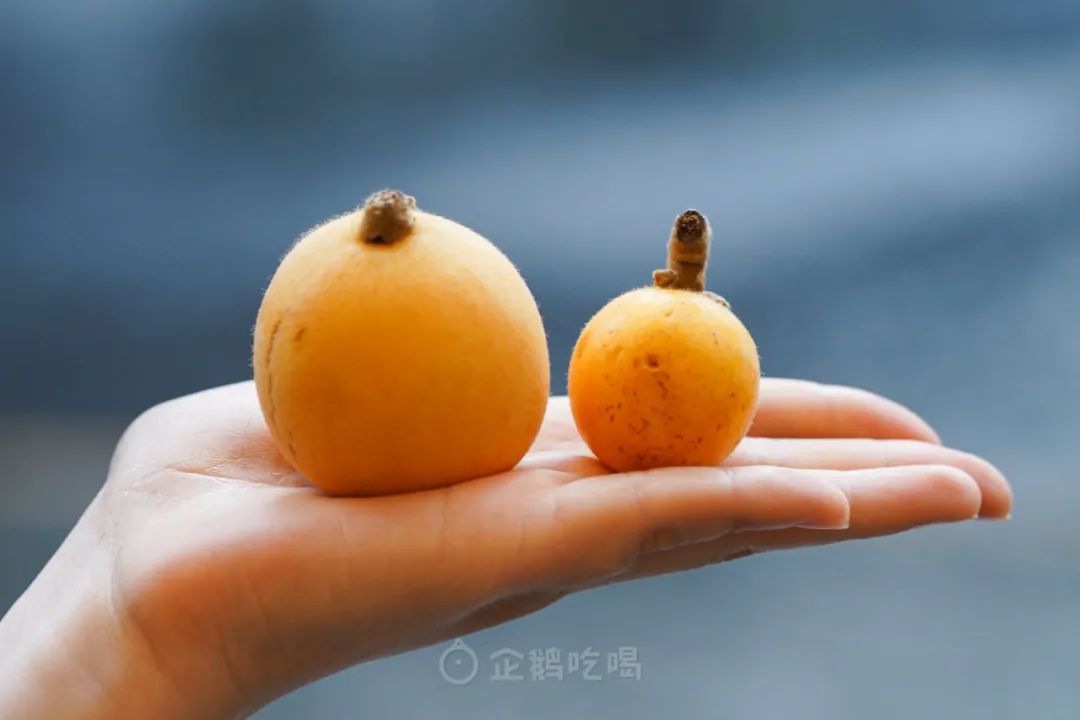 最近新出哪些水果好吃点,十大又贵又不好吃的水果