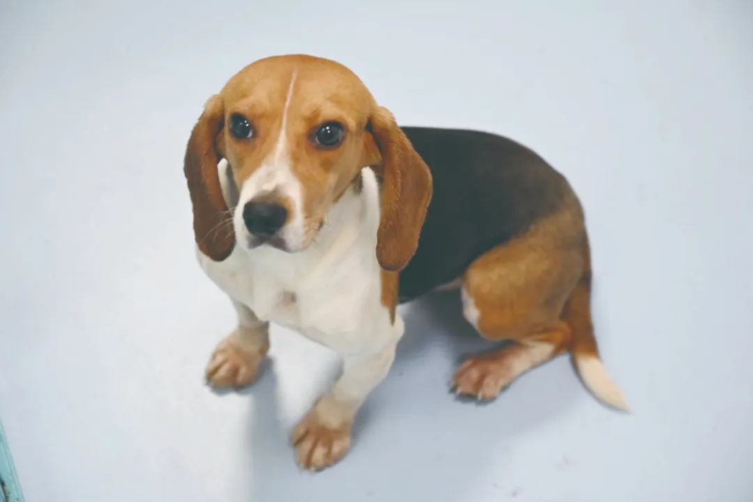 狗尾巴摆左还是摆右好,左摇与右摆