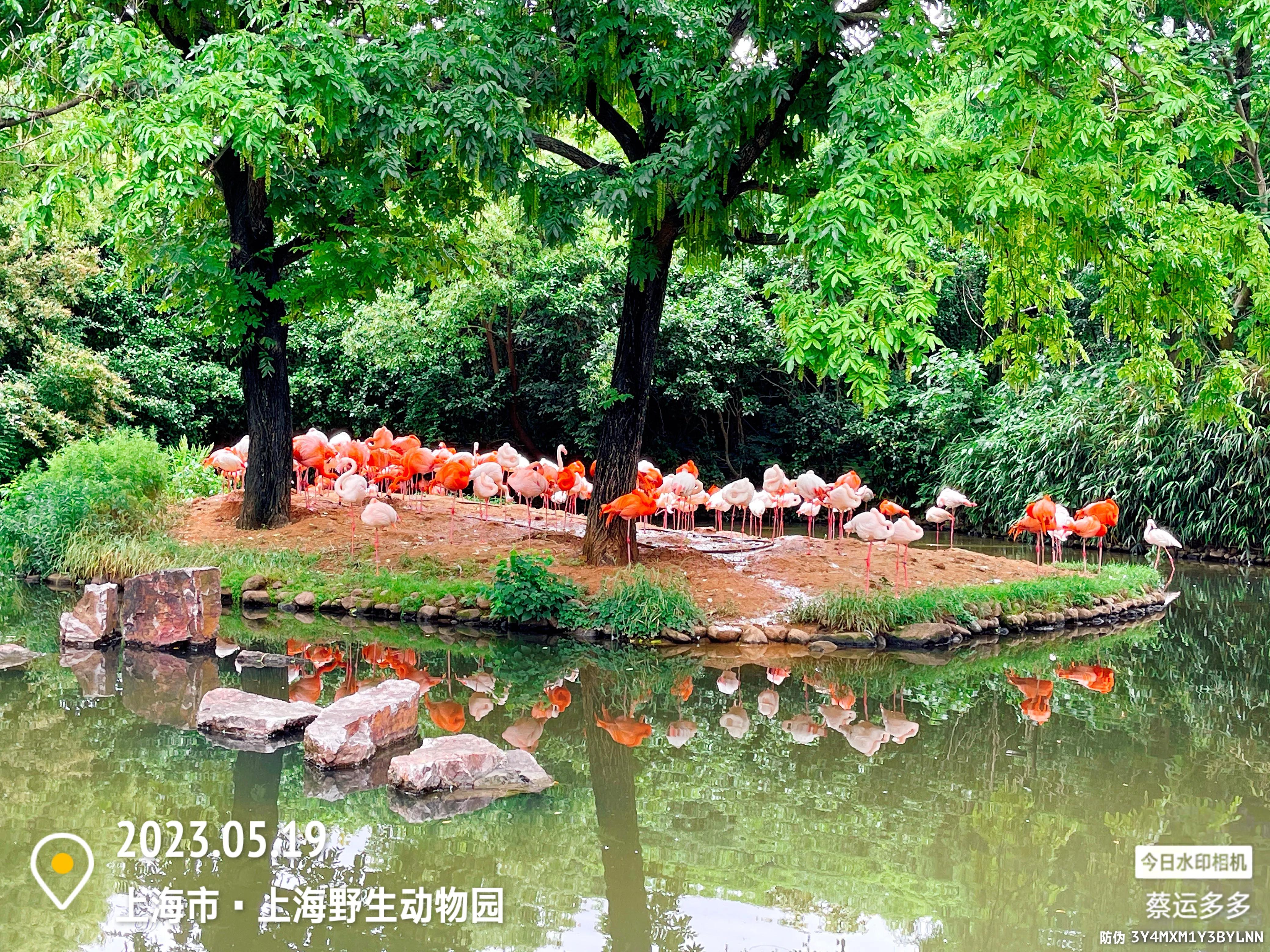 我喜爱的动物是小猫,什么动物招人喜爱