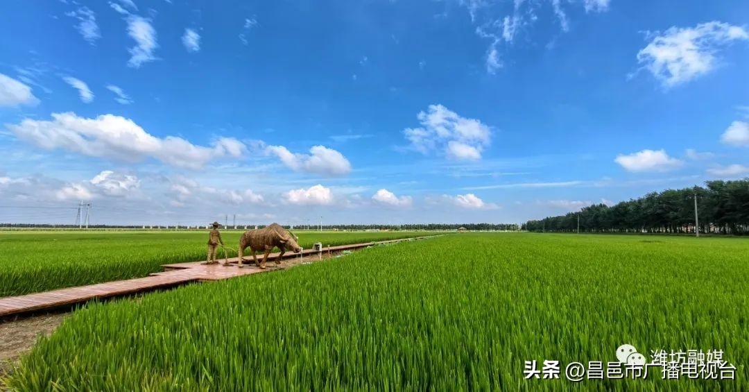 总要来趟潍坊昌邑吧！