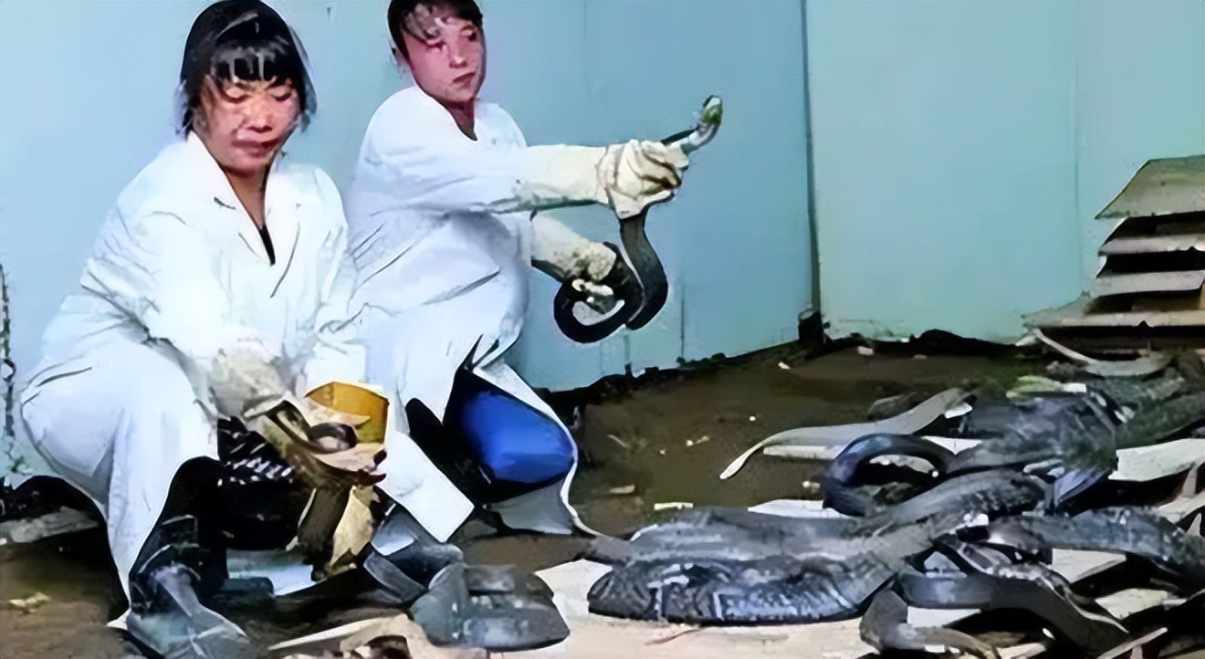 广西毒蛇女王是谁,广西毒蛇女王多少斤