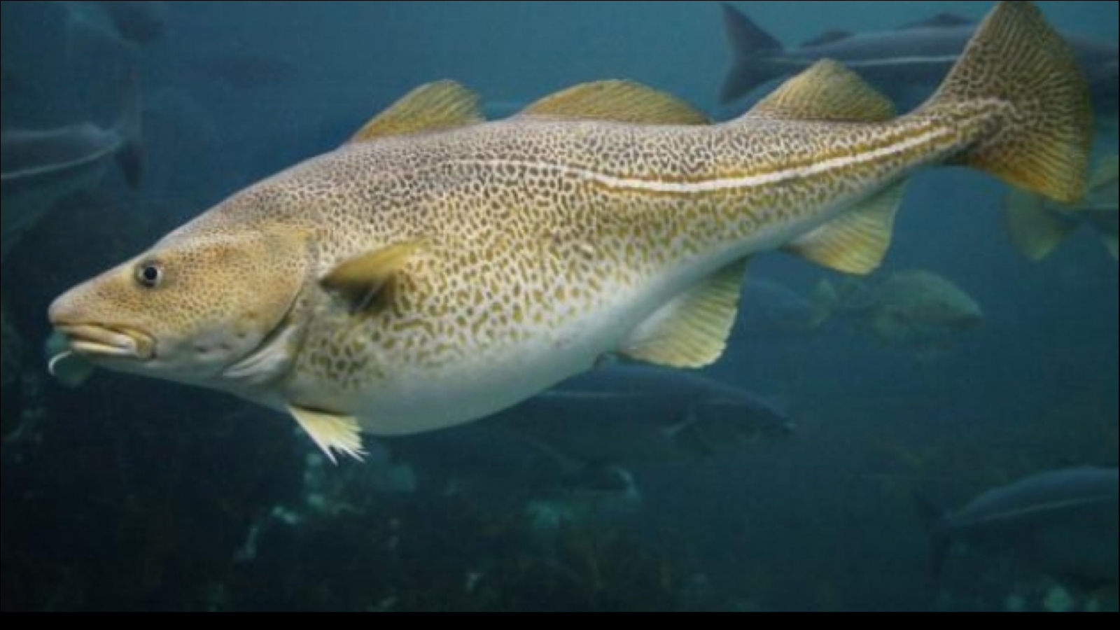 稀有灭绝的动物,世界上最稀有的动物是怎么灭绝的