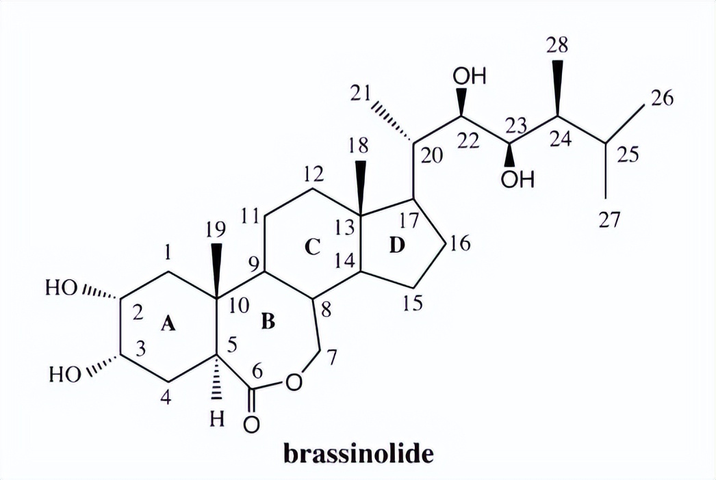 最新植物生长调节剂,植物内源生长调节剂芸苔素效果