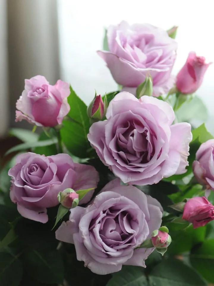 常见切花月季一览（45）