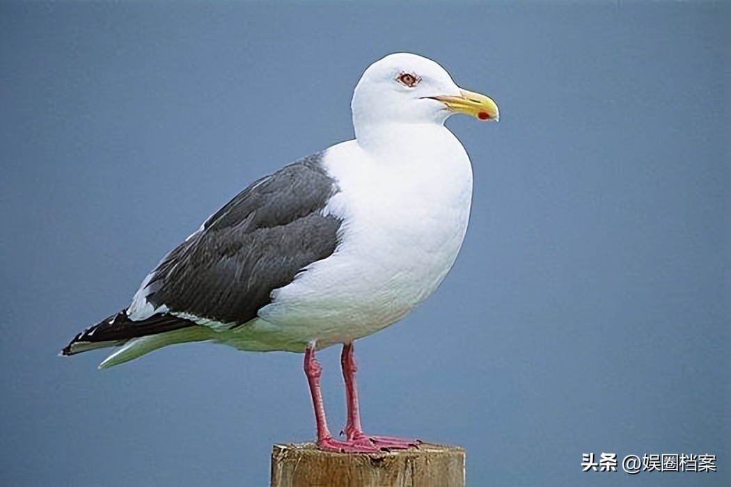 探究东部黑犀牛，激素代谢物和卵巢周期阶段肠道中微生物群的反应