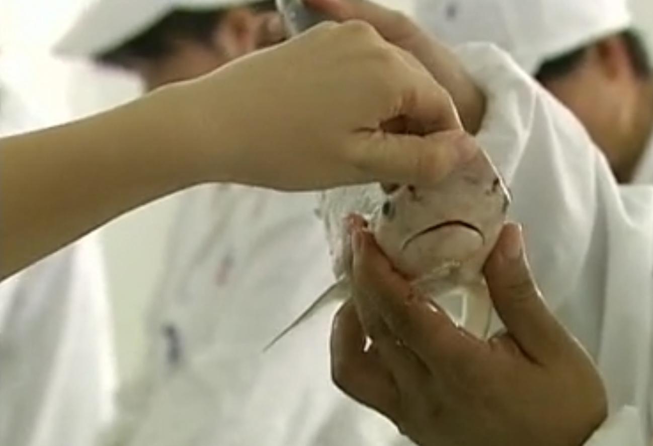 中国“鲨鱼村”的聪明商人：加工迷你“小鲨鱼”，年入3000万