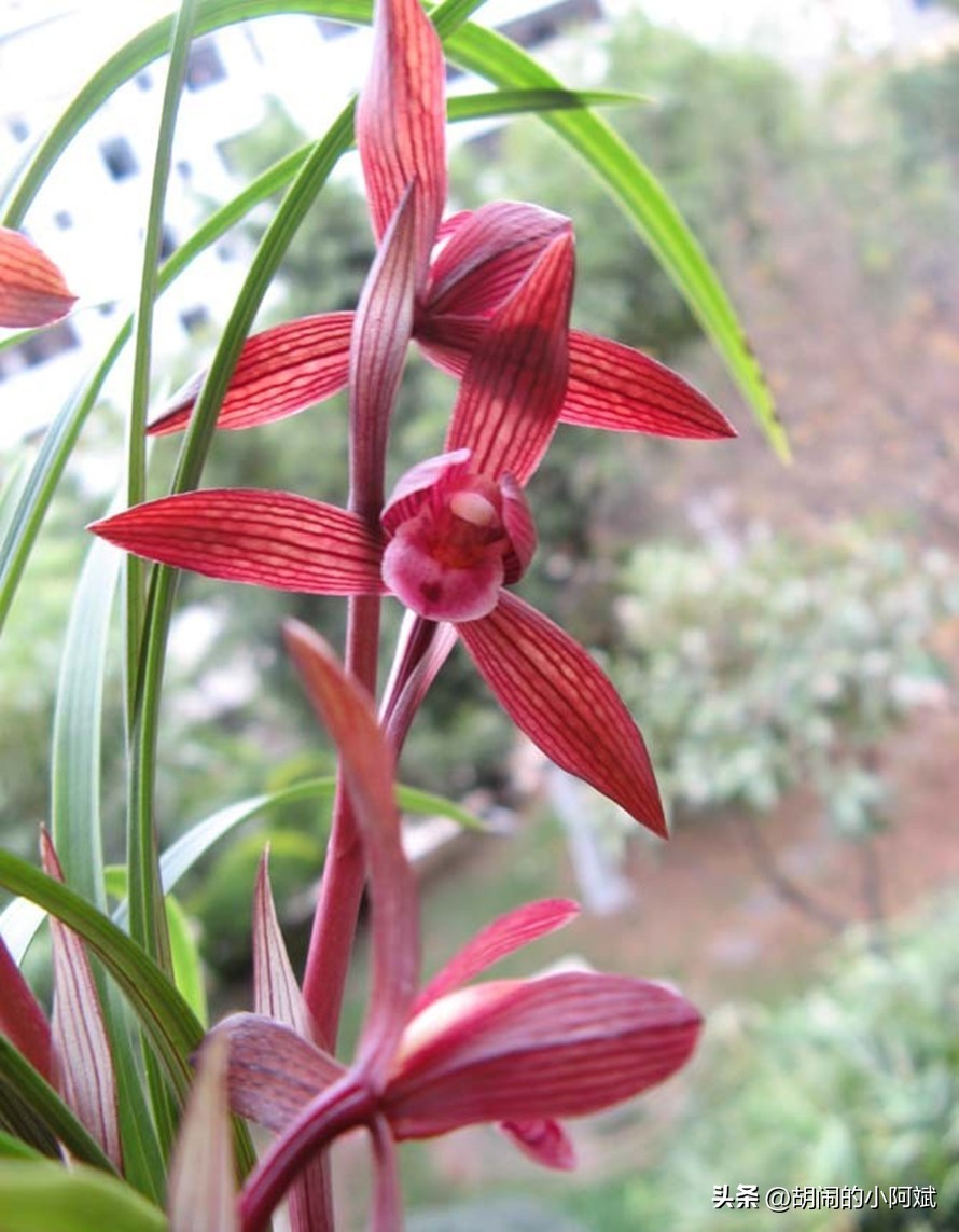 兰展名贵兰花,云南兰展最好的兰花