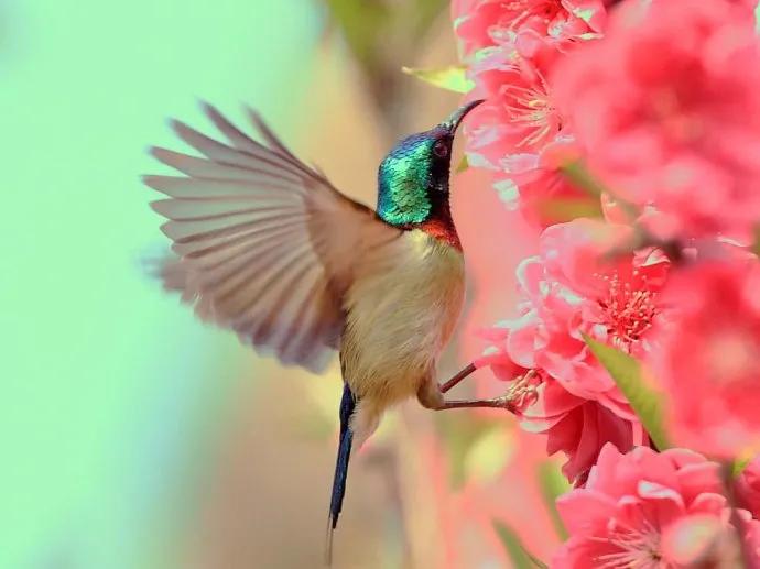 太阳鸟花的图片,太阳鸟精彩图片