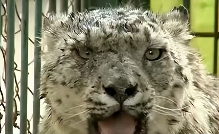 08年新疆牧民捡两只猫崽,中国男子捡到一只奶猫