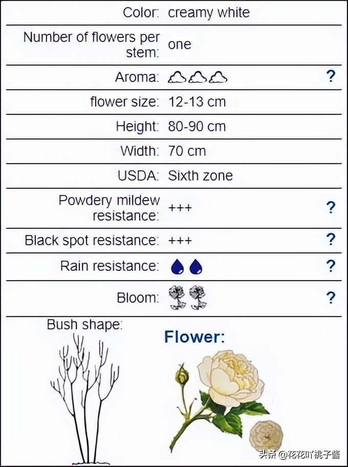 月季花纯香水,月季香水推荐