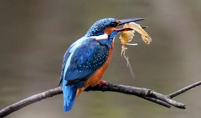 南美白对虾常见疾病及处理方法,南美白对虾常见病症图片详解