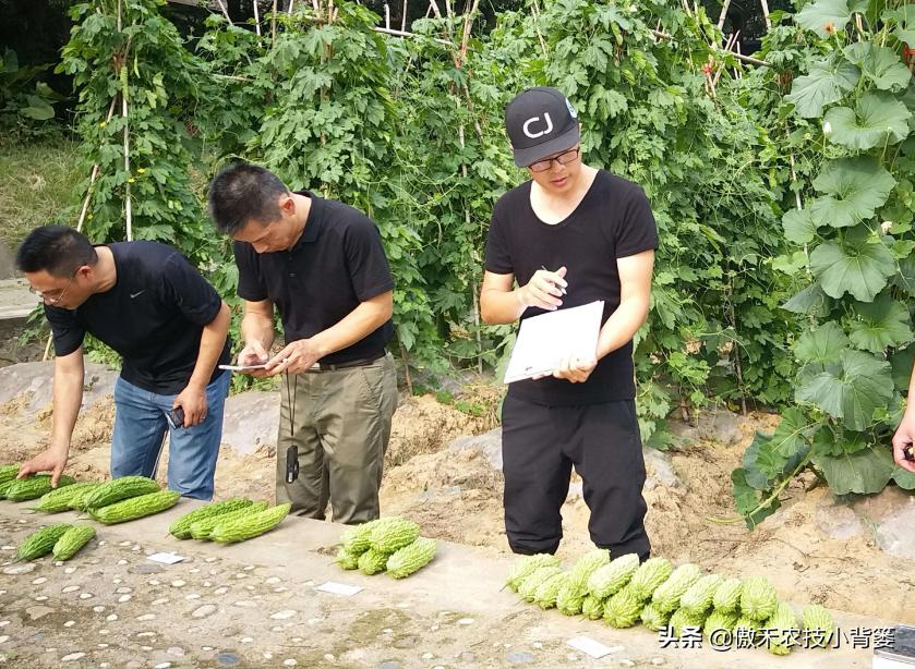 预防瓜果被虫咬的方法,瓜果有虫用什么药物