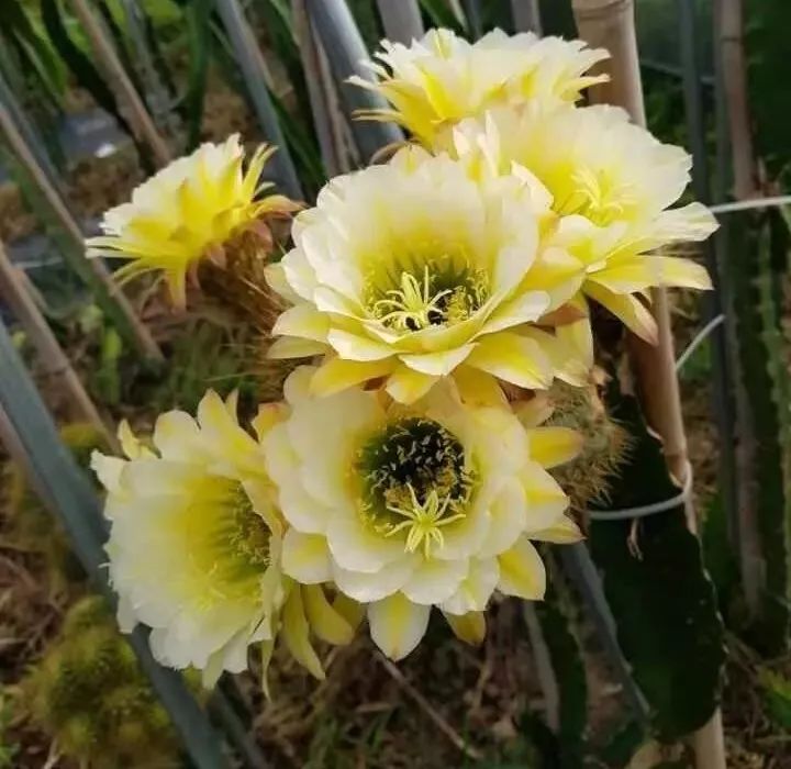 200种·仙人球开花图鉴，大开眼界，美到爆