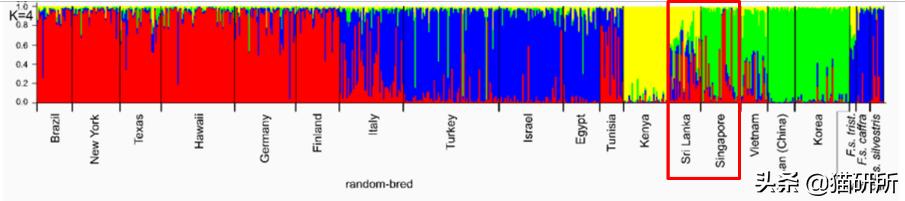 英短猫和美短哪个好养,英短跟美短猫咪