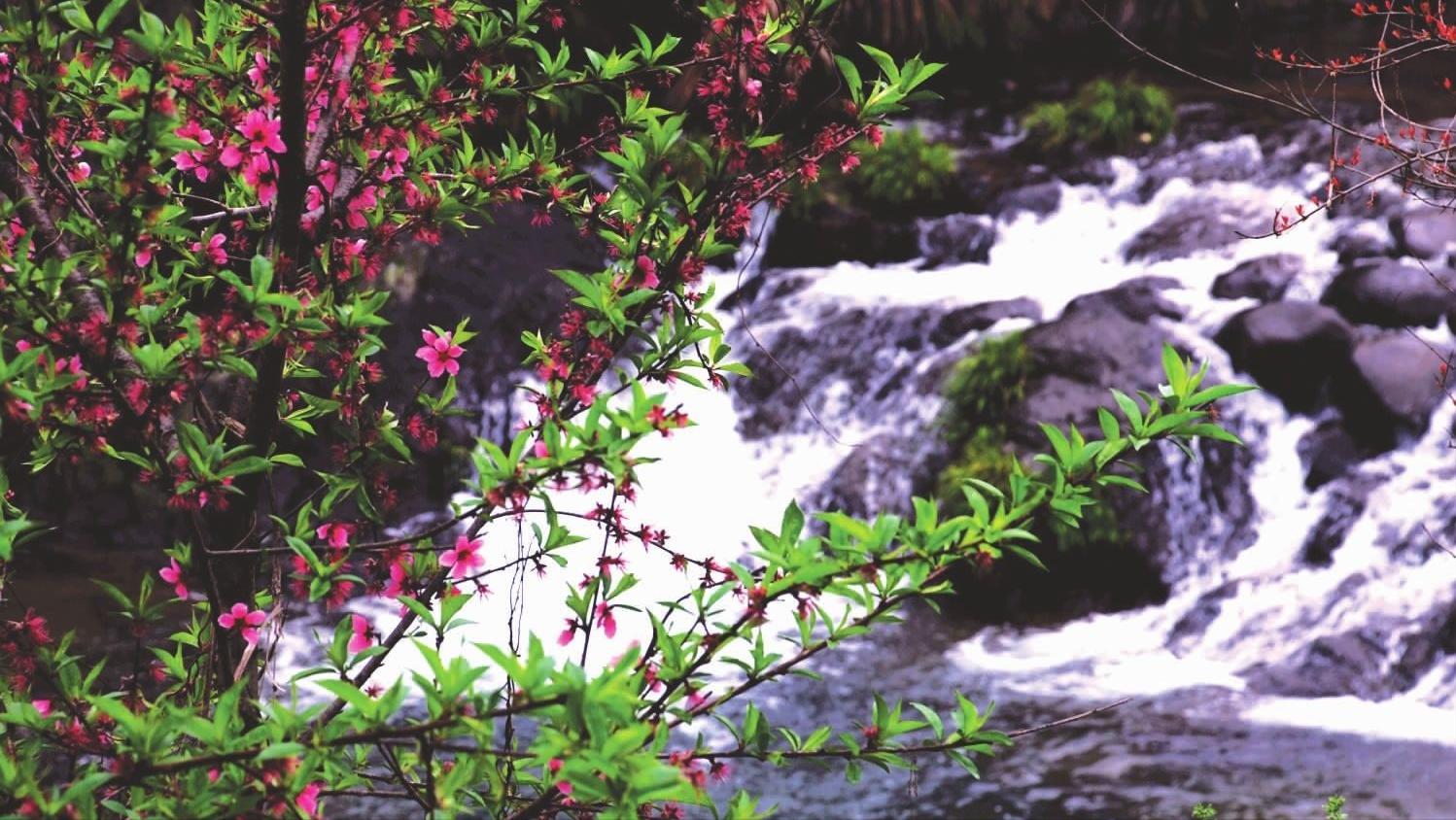 8首浪漫桃花诗词,三十六首经典桃花诗词