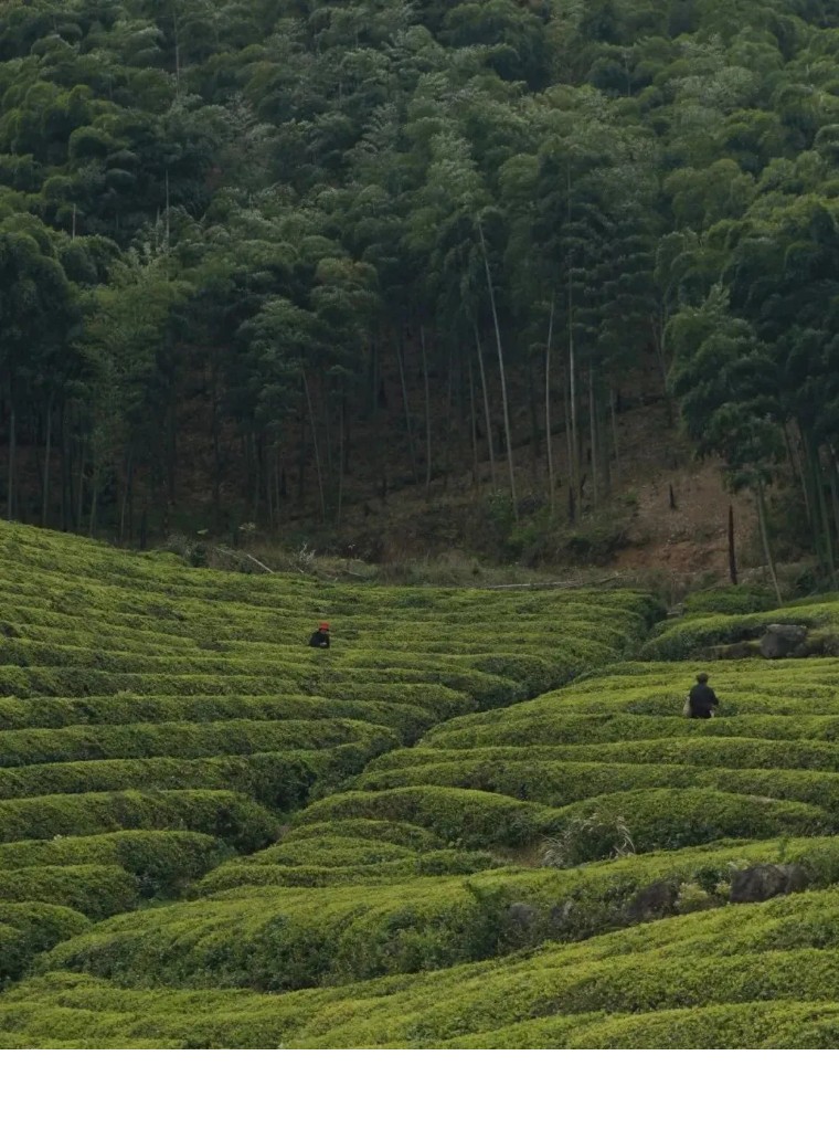 安吉阿丽拉酒店概况,浙江湖州安吉阿丽拉酒店