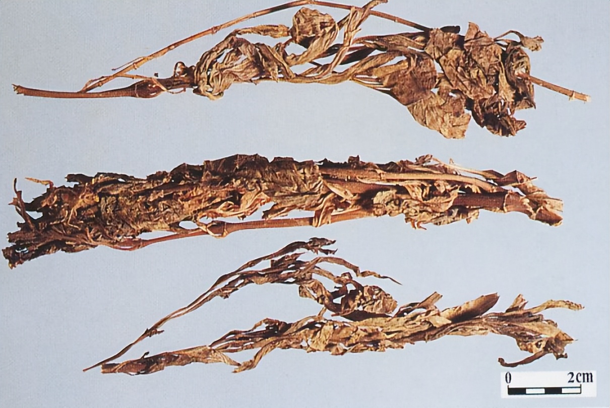 带你识别仙鹤草,带你识别茜草