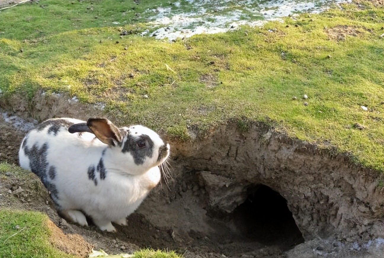 消耗掉90%的成员，换来与致命病毒共存，澳洲穴兔至今还在泛滥