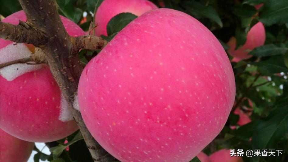 最新苹果品种排名,最有潜力苹果新品种前三名