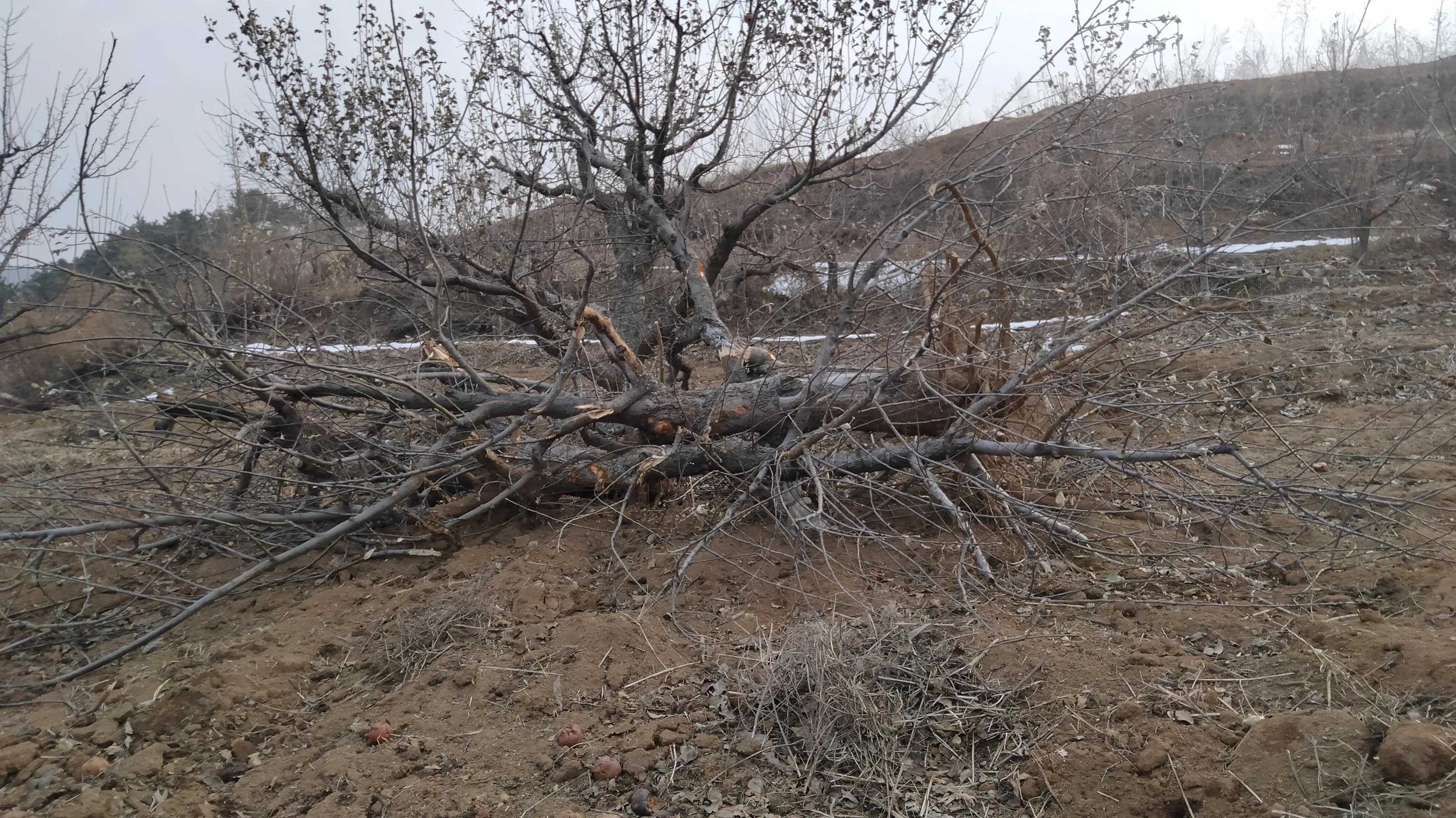 苹果收购单价,苹果收购的价格