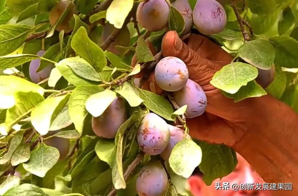 17亩番石榴一年收入多少,伽师县20亩种什么赚钱