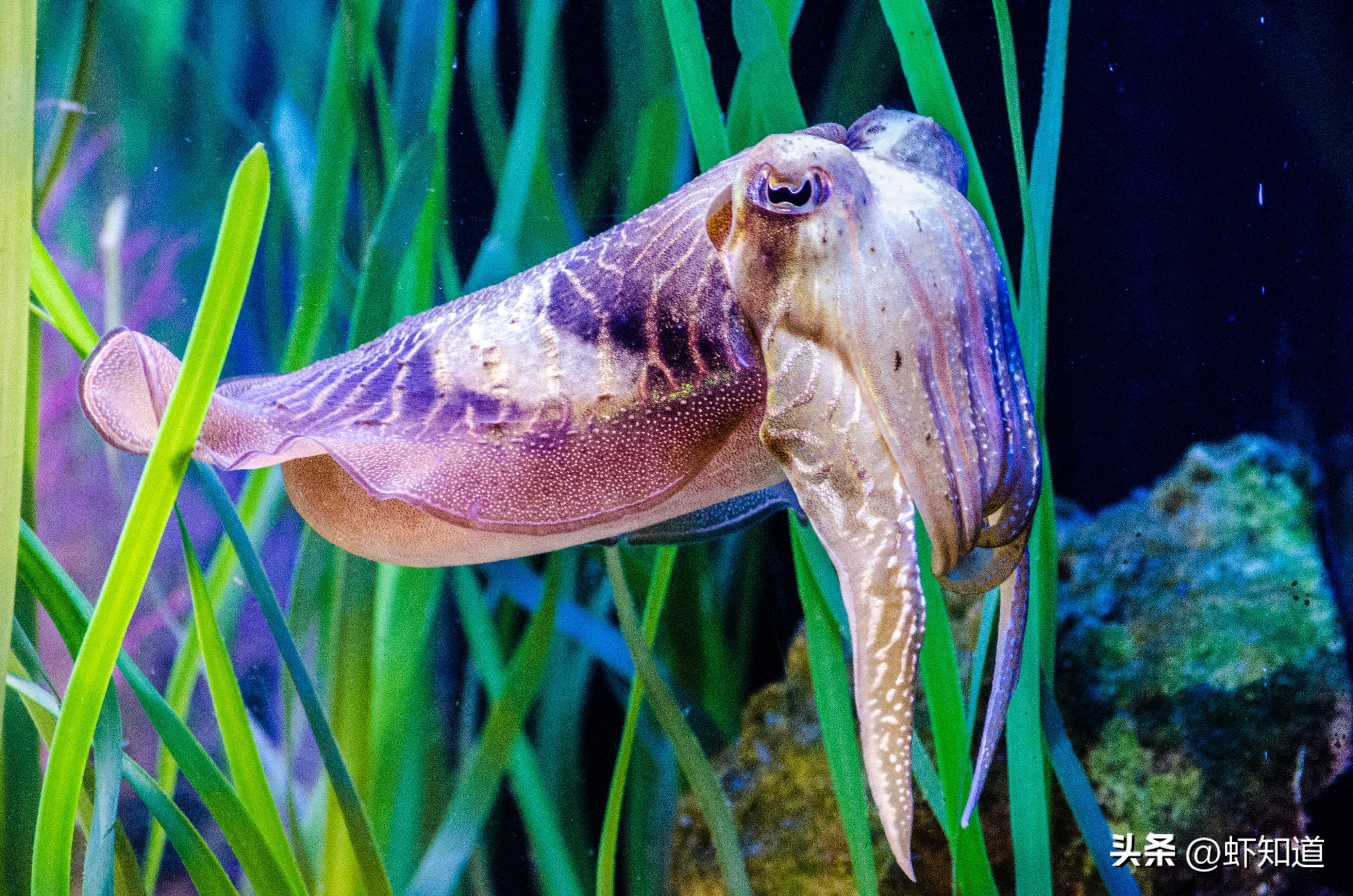 长蛸短蛸章鱼墨鱼鱿鱼有什么区别,八爪鱼章鱼鱿鱼墨鱼乌贼的区别