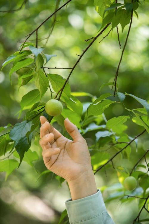 脆梅子溜溜梅,溜溜梅哪些梅好吃