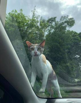 猫咪爬车会划伤车漆吗,猫咪的爪子能抓坏车漆吗