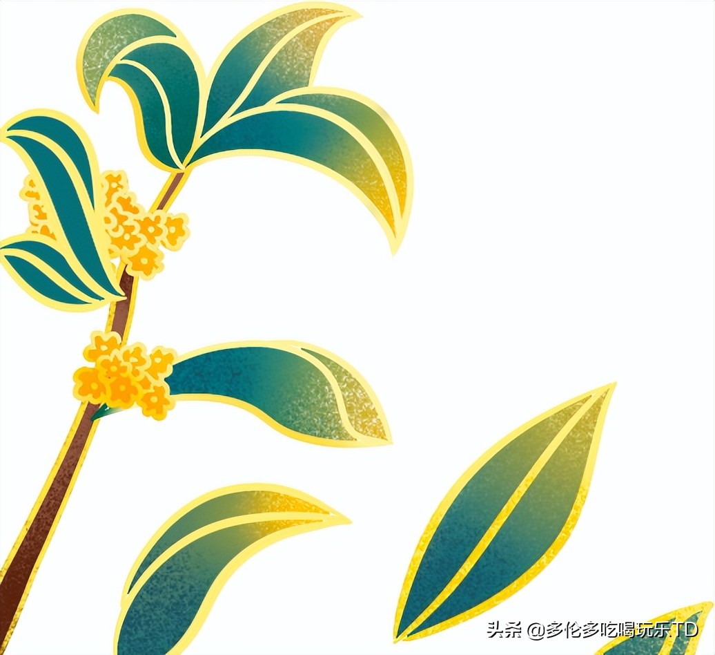 邂逅五彩斑斓的油菜花田,郁金香花田旅游攻略