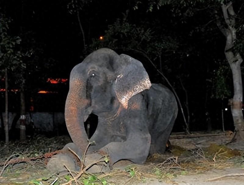 生存战争骆驼和驴,生存竞争
