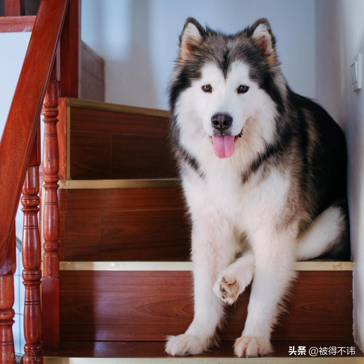 什么狗最好看最便宜最好养,世界上最强的十种狗