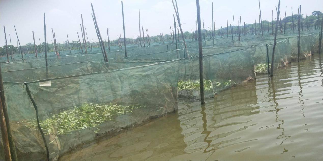 黄鳝的生活习性和繁殖期,黄鳝的生长习性