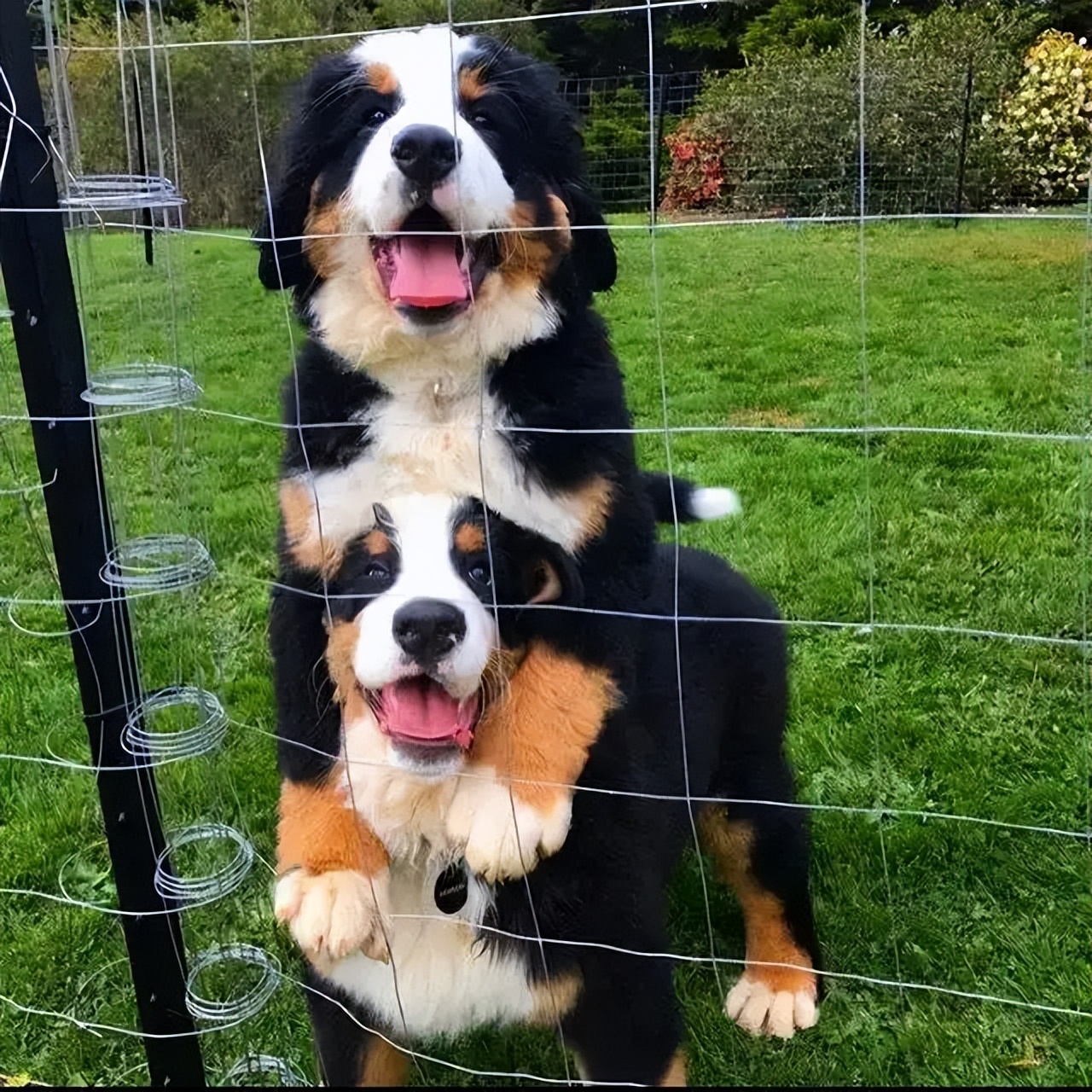 什么狗比较适合暴脾气的人养,警戒性强且适合养的狗