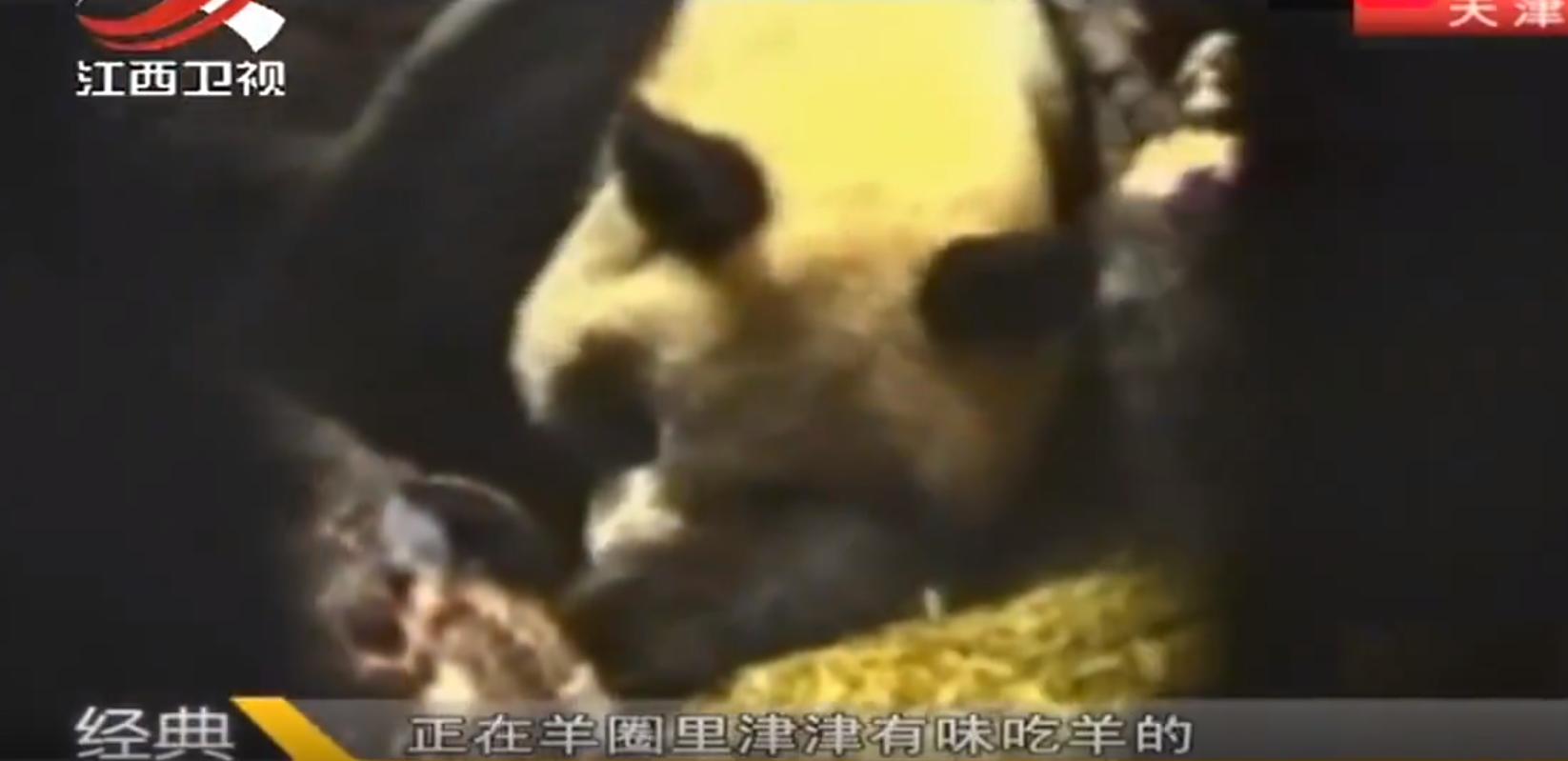 四川黑竹沟野人之谜,四川黑竹沟之未解之谜视频